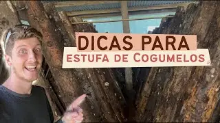 Dicas Importantes Para Estufa de Cogumelos