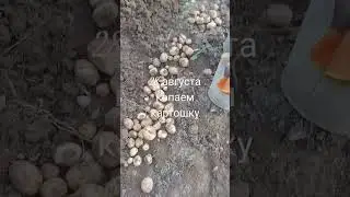 Копаем картошку 28 августа Ярославская область