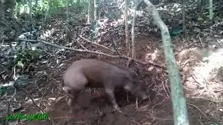 jerat babi hutan(will boart trap)  poin betina satu ekor mantap 🐷🐷🐷🐷🐷🐷🐷🐷