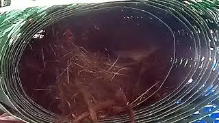 birbs feeding baby birbs