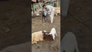 Lamb nag sy dar gy