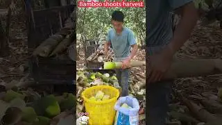 Quick cutting techniques for bamboo shoots, one peeled and fresh crisp sweet快速切割竹筍技巧，一削即成，種植收穫鮮嫩脆甜美味