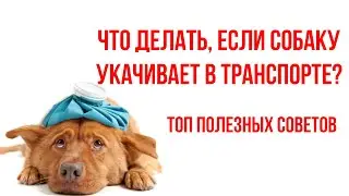 Топ полезных советов, если собаку укачивает в машине. Что делать и как перевозить собаку?