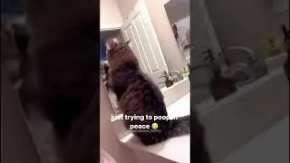 😹😹