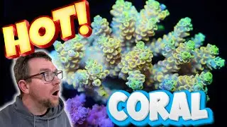 Unboxing Crazy Hot Coral