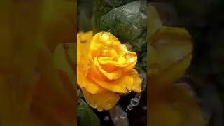 Flower Slow Motion 🎬🔥 #videoediting #editingtutorial #aftereffects #vfx #slowmotion #4k