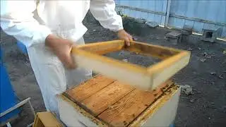 Prevention and treatment of acarapisosis in bees