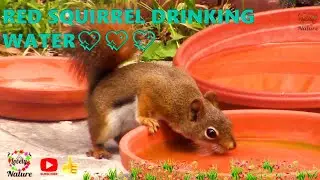 RED SQUIRREL DRINKING WATER
