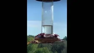 Praying mantis killed a bird