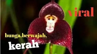 bunga berwajah,kerah