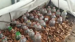 Как зимуют черенки.