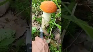 гигантский красноголовик 