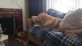 Labrador Moby Pillow Love