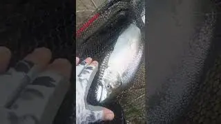Сима королева..... случай на р.  Лютога