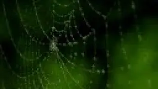 Dew on Spiderweb