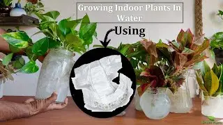 Grow These Plants in Water Using Baby Diaper Without Any Care & Maintenance//GREEN PLANTS