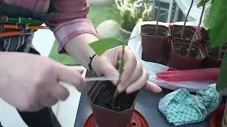 Как прививать цитрусовые (только видео)