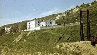 Белый лебедь на пруду