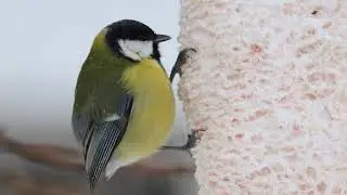 Птичьи будни - щегол и синицы.