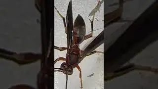 You've got Wasp Mail  
