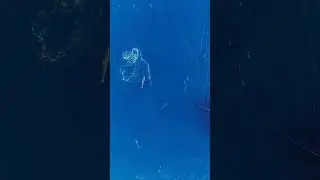 macing tuna di sambar hiu 🦈🦈 