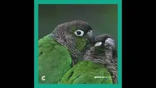World Rainforrest Day