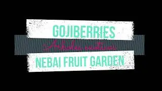 GROWING GOJIBERRY IN THE TROPIC. CRECIENDO LAS BAYAS DE GOJI EN PUERTO RICO.