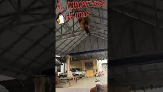 А...ГОВОРЯТ..КУРИЦА 🐔 НЕ ПТИЦА...