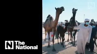 Camel milking competition begins in Abu Dhabi