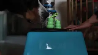 Swissy doing a Trixie Brain Game