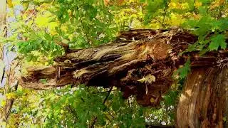 Herbst 2020