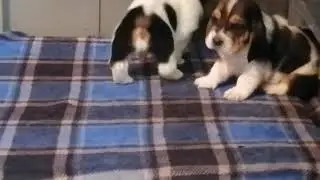 basset hound, Cachorros líneas Europeas del Criadero Basset Praderas.