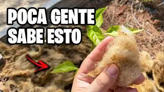 3 Usos INCREÍBLES de la LANA en tus PLANTAS!! 🐑 Mejora tu Tierra GRATIS | La Huerta de Ivan