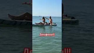 Дельфины рядом с нами! 😱 #shorts #море #пляж #sea #дельфины #анапа