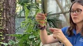 Propagating Houseplant Clippings