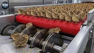 Inside the Modern Quail Factory: From Automated Incubation to Mass Egg Production