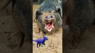 Funny Vfx video