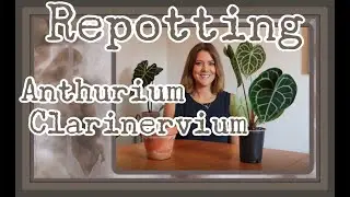 HOW TO REPOT YOUR ANTHURIUM CLAVINERVIUM---With a little bit of chaos sprinkled in!