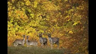 Visit the Deer