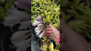 Наша Хоста продолжает цвести 🥰