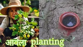 aawla tree planting