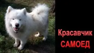 САМОЕД собака - абориген с плюсами и минусами. Передержка