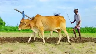 Cow Ploughing the Field | Cow Videos