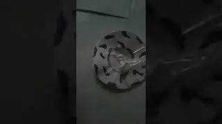 кау бытстра научится делать корову 😁симпл димпл ❤