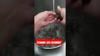Cleaning Sea Cucumber for Chinese new year / Fancy chinese food #food #shortsvideo #satisfying
