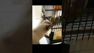 Curious Kitten vs Angry Bird #cat #bird #shorts