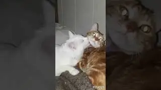 Мои   пушистики:  ВАТСОН и ЛАСКА   #котикошка  #домашниеживотные  #рыжийкот  #любовь  #мурчание