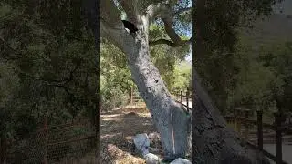 Sequel climbed a tree today!
