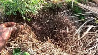 How to save your plants by harvesting water, using plants.
