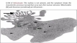 Histology lab revision